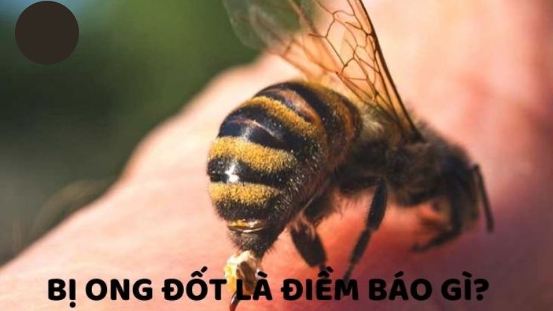 điềm báo bị ong đốt đánh con gì