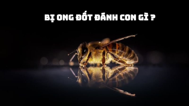 Bị ong đốt đánh con gì?