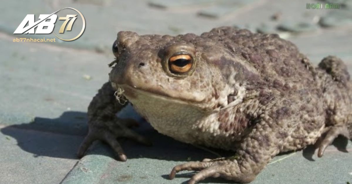 AB77 giải đáp: Con ếch vào nhà đánh số mấy và điềm báo gì dành cho bạn?